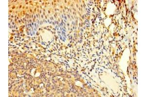 Immunohistochemistry of paraffin-embedded human tonsil tissue using ABIN7165002 at dilution of 1:100