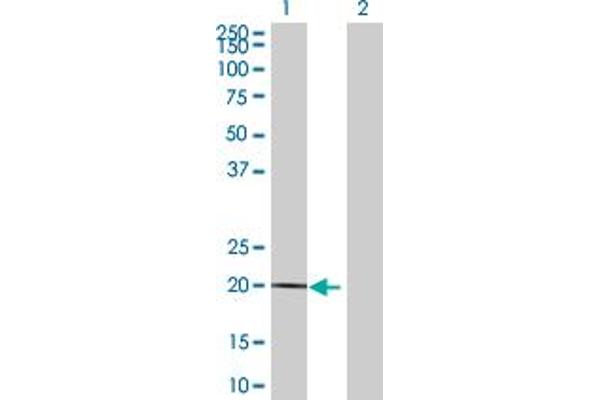 MDP1 antibody  (AA 1-176)