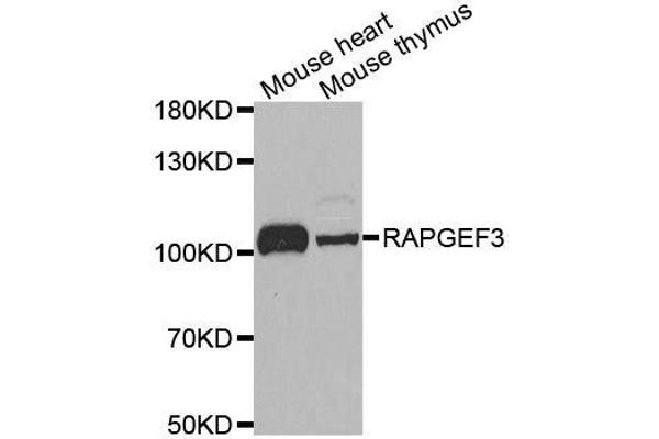 RAPGEF3 anticorps  (AA 1-200)