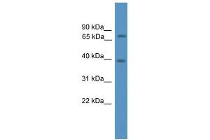 anti-Nuclear Receptor Coactivator 4 (NCOA4) (N-Term) antibody