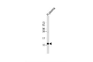 Image no. 2 for anti-Apolipoprotein A-II (APOA2) (AA 28-56) antibody (ABIN1882063)