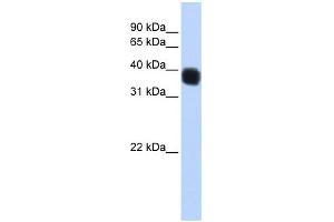 Image no. 1 for anti-Single Stranded DNA Binding Protein 3 (SSBP3) (Middle Region) antibody (ABIN2786164)