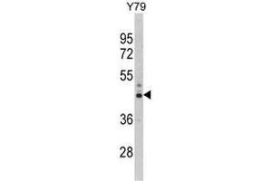 Image no. 1 for anti-Proteasome (Prosome, Macropain) 26S Subunit, Non-ATPase, 13 (PSMD13) (C-Term) antibody (ABIN453313)