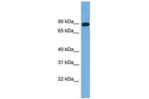 Image no. 1 for anti-Actin Filament Associated Protein 1 (AFAP1) (AA 301-350) antibody (ABIN6744207)