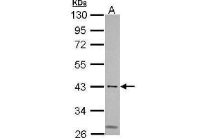 Image no. 1 for anti-Male-Specific Lethal 3 Homolog (MSL3) (Center) antibody (ABIN2856148)