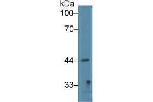 Image no. 2 for anti-Sirtuin 7 (SIRT7) (AA 135-274) antibody (ABIN1176405)