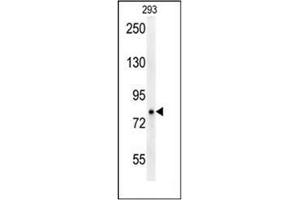 Image no. 1 for anti-P Protein (OCA2) (AA 118-146), (N-Term) antibody (ABIN953965)