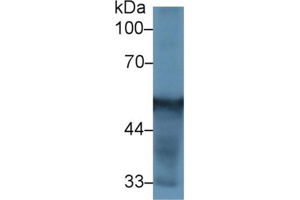 CYP2D6 anticorps  (AA 236-472)