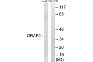 Image no. 1 for anti-GRB2-Related Adaptor Protein 2 (GRAP2) (AA 121-170) antibody (ABIN1534945)