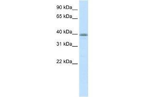 Image no. 1 for anti-Neurogenic Differentiation 6 (NEUROD6) (N-Term) antibody (ABIN1108411)