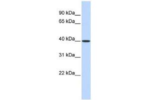 Image no. 1 for anti-Methionine Adenosyltransferase II, beta (MAT2B) (Middle Region) antibody (ABIN632028)