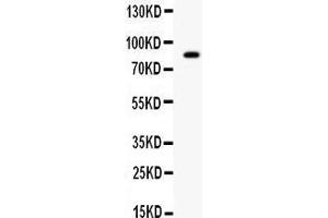 Image no. 1 for anti-SMAD Specific E3 Ubiquitin Protein Ligase 2 (SMURF2) (AA 317-351), (Middle Region) antibody (ABIN3044498)