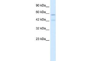 Image no. 1 for anti-Cholinergic Receptor, Nicotinic, alpha 5 (Neuronal) (CHRNA5) (Middle Region) antibody (ABIN2776103)