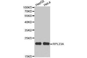 RPL23A Antikörper  (AA 1-156)