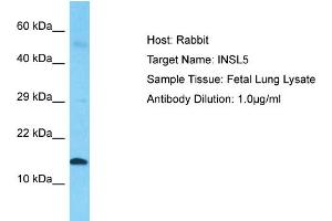 Image no. 2 for anti-Insulin-Like 5 (INSL5) (Middle Region) antibody (ABIN2784758)