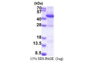 Image no. 1 for RAD51 Homolog B (Rad51B) (AA 1-350) protein (His tag) (ABIN5853422)