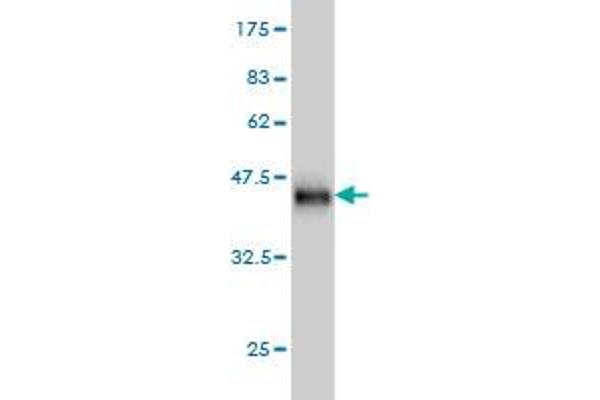 Cofilin 2 antibody  (AA 57-166)