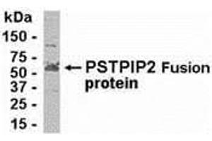 Image no. 1 for anti-Proline-serine-threonine Phosphatase Interacting Protein 2 (PSTPIP2) (AA 139-173) antibody (ABIN2468015)
