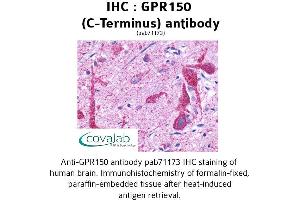 Image no. 1 for anti-G Protein-Coupled Receptor 150 (GPR150) (C-Term) antibody (ABIN1734961)