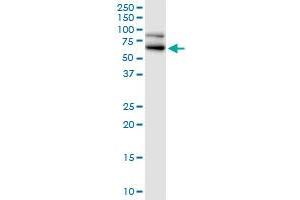 Image no. 3 for anti-Ran GTPase Activating Protein 1 (RANGAP1) (AA 1-587) antibody (ABIN519630)