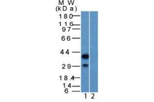 Image no. 1 for anti-Tumor Protein P63 (TP63) (AA 5-17) antibody (ABIN6940969)