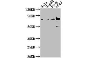 Tensin 4 antibody  (AA 20-231)