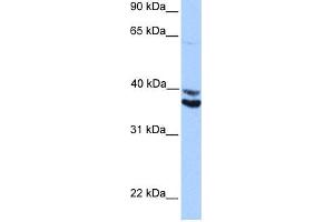 Image no. 1 for anti-MyoD Family Inhibitor Domain Containing (MDFIC) (Middle Region) antibody (ABIN2784370)