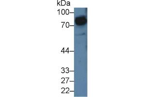 Image no. 2 for anti-Signal-Regulatory Protein alpha (SIRPA) (AA 116-308) antibody (ABIN5014315)