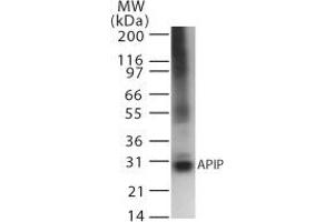 Image no. 1 for anti-APAF1 Interacting Protein (APIP) antibody (ABIN207879)