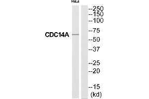 Image no. 1 for anti-CDC14 Cell Division Cycle 14 Homolog A (CDC14A) (Internal Region) antibody (ABIN1575463)