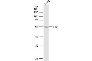 Image no. 2 for anti-Early Growth Response 1 (EGR1) (AA 401-453) antibody (ABIN737301)