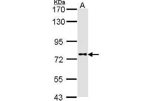 Image no. 1 for anti-Dipeptidyl-Peptidase 8 (DPP8) (N-Term) antibody (ABIN2856833)