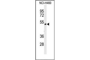 Image no. 1 for anti-FAD-Dependent Oxidoreductase Domain Containing 1 (FOXRED1) (AA 355-384), (C-Term) antibody (ABIN952386)