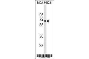 Image no. 1 for anti-Potassium Voltage-Gated Channel, Subfamily F, Member 1 (KCNF1) (AA 195-221) antibody (ABIN1538031)