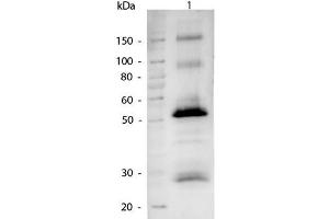 Image no. 1 for Goat anti-Goat IgG (Heavy & Light Chain) antibody (Alkaline Phosphatase (AP)) - Preadsorbed (ABIN101511)