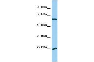 Image no. 1 for anti-Mitochondrial Ribosomal Protein L32 (MRPL32) (C-Term) antibody (ABIN2790818)