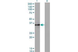 Image no. 1 for anti-Hematopoietically Expressed Homeobox (HHEX) (AA 133-237) antibody (ABIN516432)