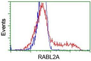 Image no. 1 for anti-RAB, Member of RAS Oncogene Family-Like 2A (RABL2A) antibody (ABIN2730384)