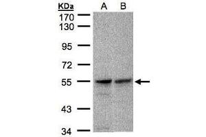 Image no. 2 for anti-FAD-Dependent Oxidoreductase Domain Containing 1 (FOXRED1) (Center) antibody (ABIN2856444)