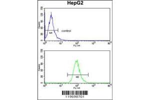 Image no. 3 for anti-Alcohol Dehydrogenase 1B (Class I), beta Polypeptide (ADH1B) (AA 209-237) antibody (ABIN390699)