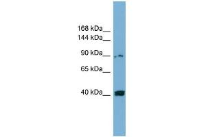 Image no. 1 for anti-Unc-5 Homolog C (C. Elegans) (Unc5c) (Middle Region) antibody (ABIN2782245)