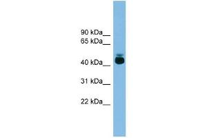 Image no. 1 for anti-G Protein-Coupled Receptor 87 (GPR87) (Middle Region) antibody (ABIN631950)