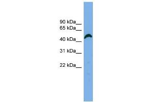 Image no. 2 for anti-Amyloid beta (A4) Precursor Protein-Binding, Family B, Member 3 (APBB3) (N-Term) antibody (ABIN2784982)