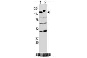 Image no. 3 for anti-Cytoplasmic Linker Associated Protein 2 (CLASP2) (AA 998-1026) antibody (ABIN652978)