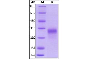 Image no. 2 for Placenta Growth Factor (PGF) (AA 19-170) (Active) protein (His tag) (ABIN5955014)
