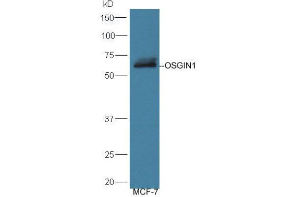 anti-Oxidative Stress Induced Growth Inhibitor 1 (OSGIN1) (AA 351-450) antibody