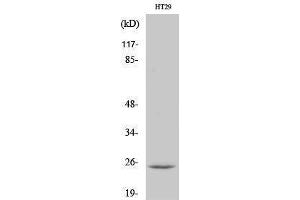 Image no. 1 for anti-Cell Death-Inducing DFFA-Like Effector B (CIDEB) (Internal Region) antibody (ABIN3183923)