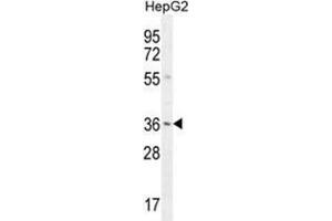 Image no. 2 for anti-V-Set and Immunoglobulin Domain Containing 1 (VSIG1) (AA 300-330), (C-Term) antibody (ABIN955529)