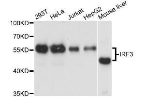 Image no. 2 for anti-Interferon Regulatory Factor 3 (IRF3) antibody (ABIN1513098)