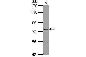 Image no. 1 for anti-Leucine Rich Repeat Neuronal 2 (LRRN2) (Internal Region) antibody (ABIN2855658)